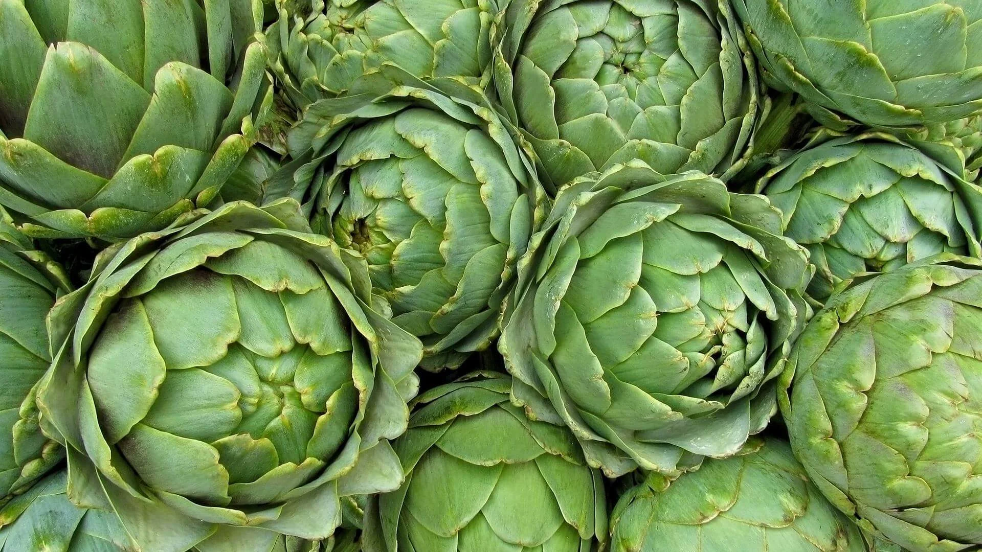 Tam da Mevsimiyken Enginar İle İlgili Bilmeniz Gereken 6 Bilgi